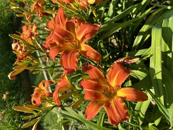 MADCAT BILLIE HOFFMAN $35