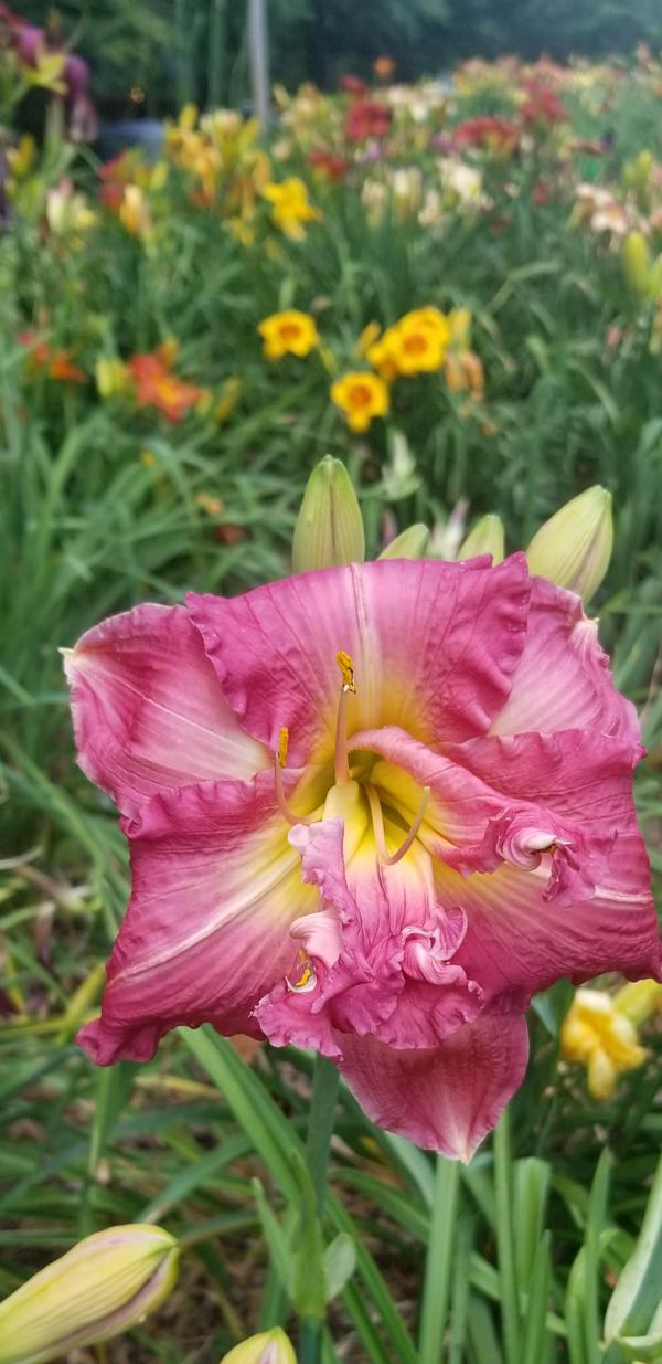 Rose Flash