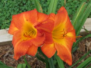 Vesuvian Flame