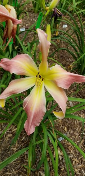 Webster's Pink Wonder