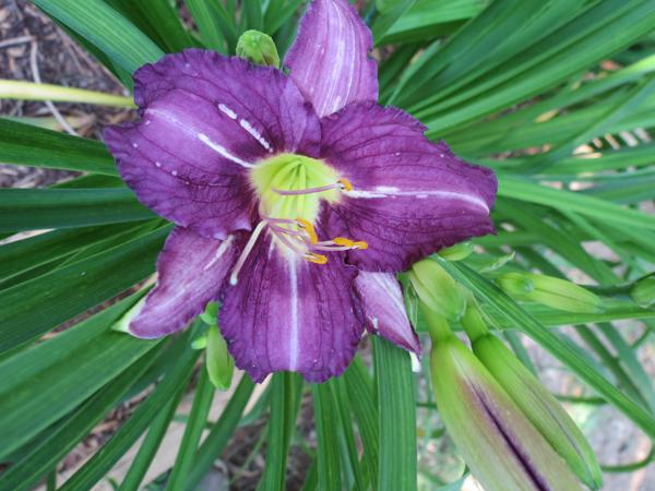 Purple Pinwheel