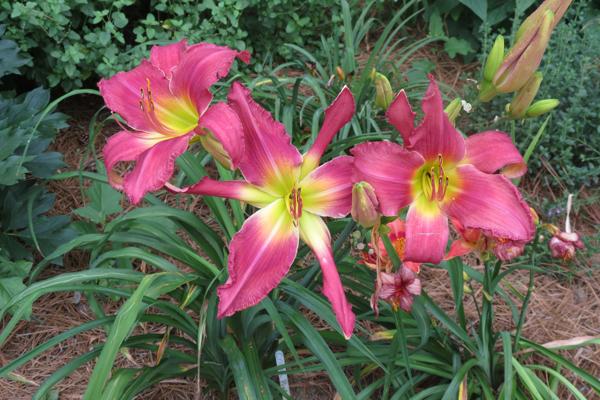 Crimson Pink