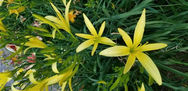 Citrina
